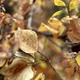 Illustration for article titled Shooting Challenge Fall Leaves Gallery 9